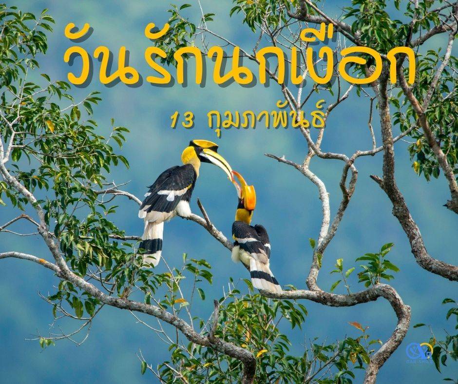 กิจกรรมวันรักนกเงือก 13 กุมภาพันธ์