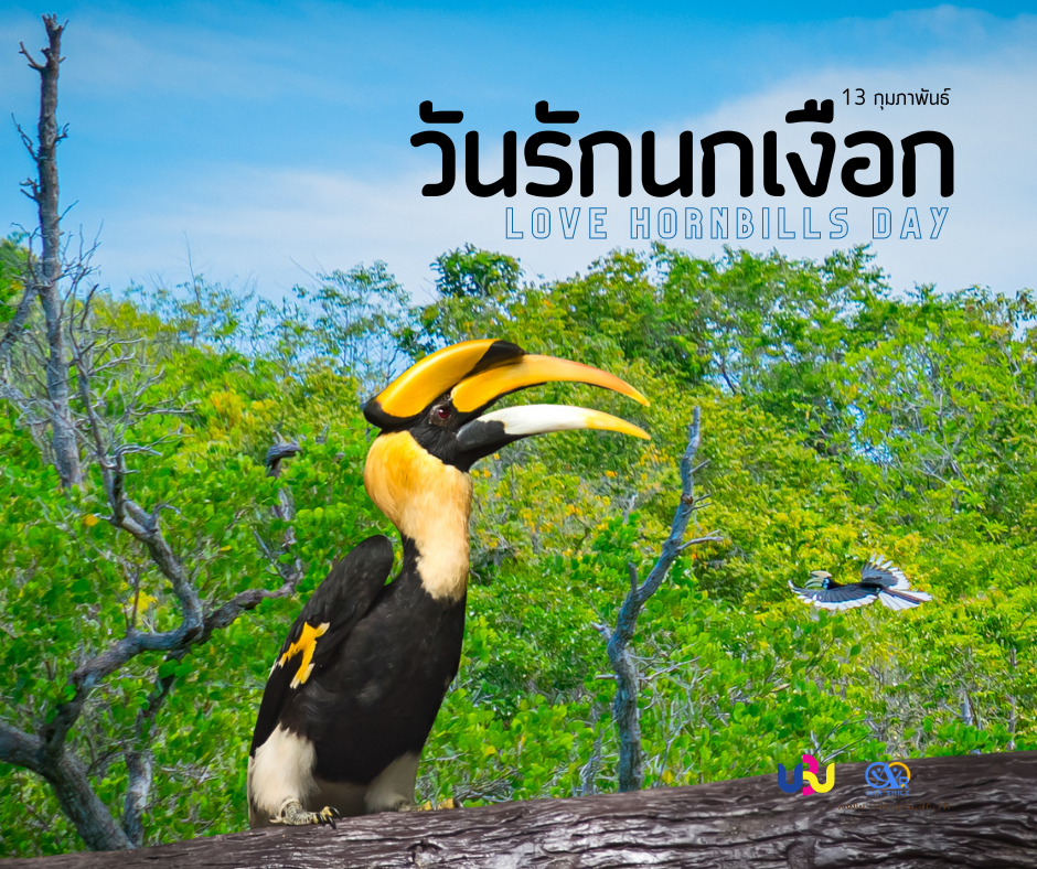 13 กุมภาพันธ์ วันรักนกเงือก
