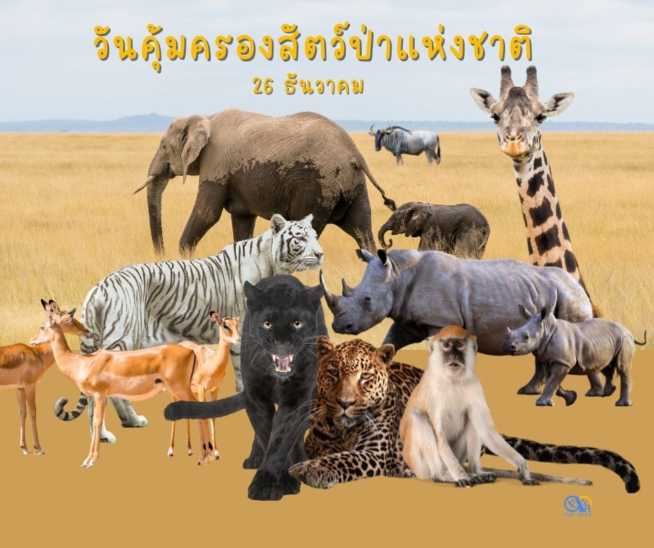 26 ธันวาคม วันคุ้มครองสัตว์ป่าแห่งชาติ