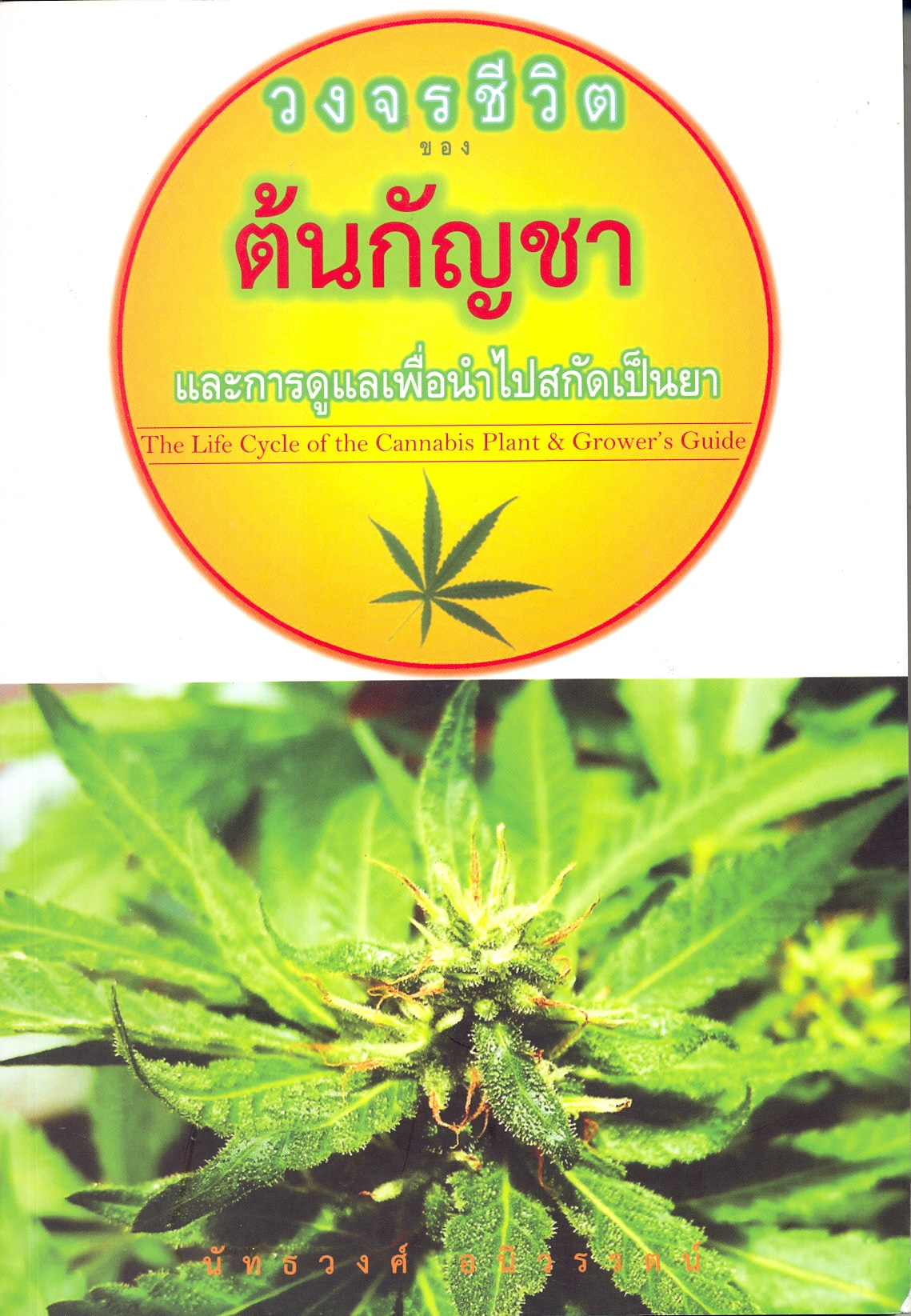 วงจรชีวิตของต้นกัญชาและการดูแลเพื่อนำไปสกัดเป็นยา