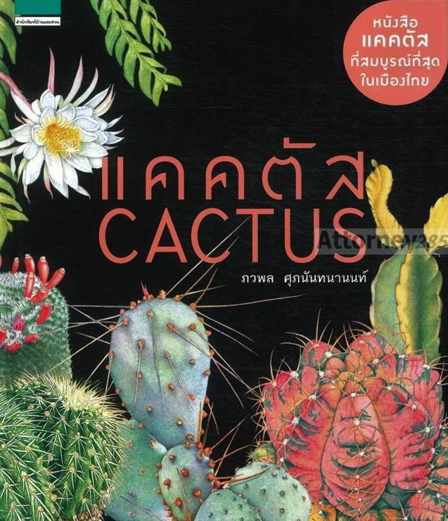 แคคตัส  Cactus 