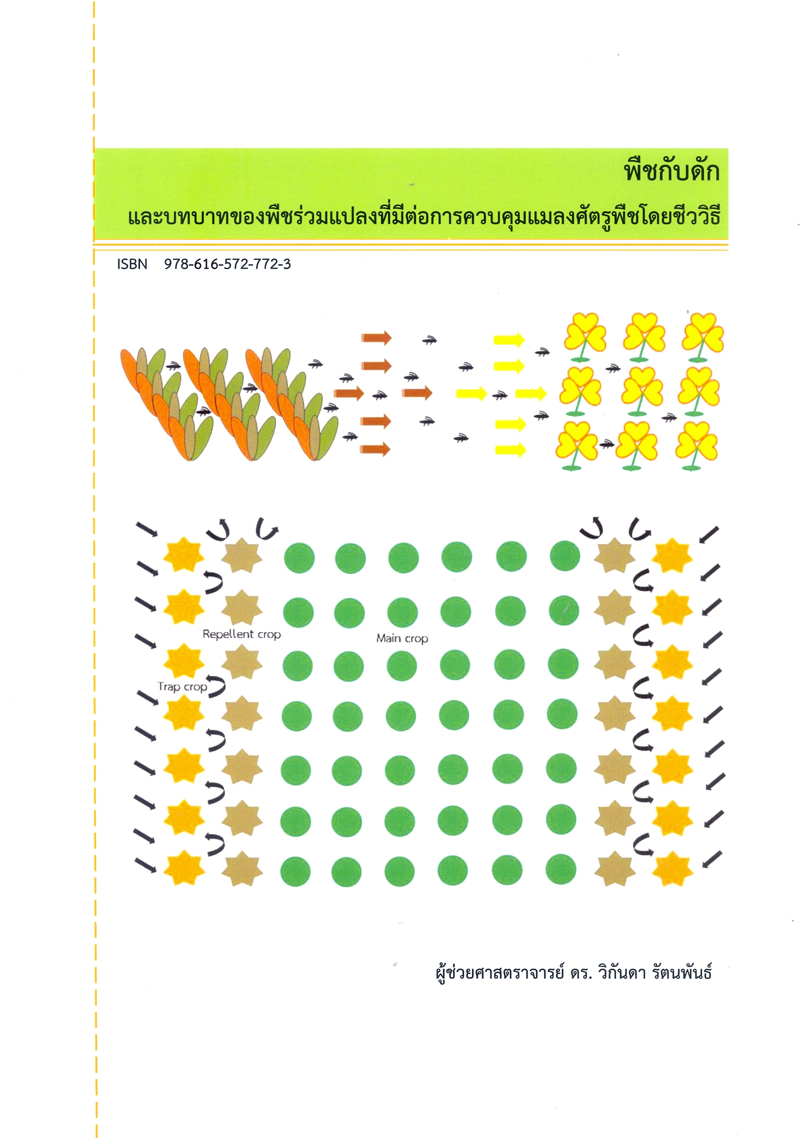 พืชกับดัก และบทบาทของพืชร่วมแปลงที่มีต่อการควบคุมแมลงศัตรูพืชโดยชีววิธี 