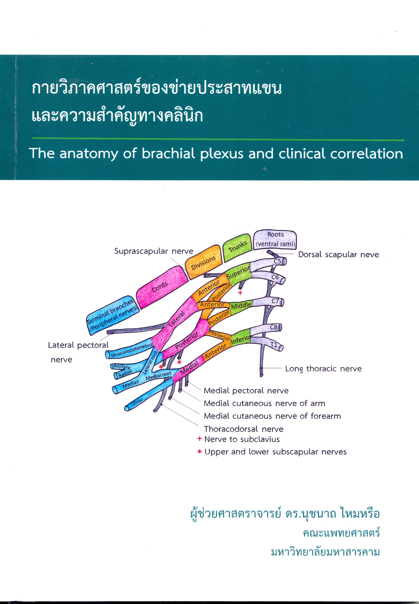กายวิภาคศาสตร์ของข่ายประสาทแขนและความสำคัญทางคลินิก